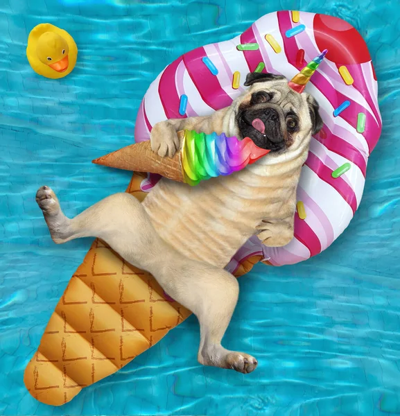 Pug Dog Unicorn Lying Inflatable Ring Eating Rainbow Ice Cream — Stock Photo, Image