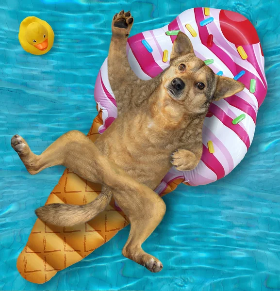 A beige dog is lying on an inflatable ice cream in a swimming pool.