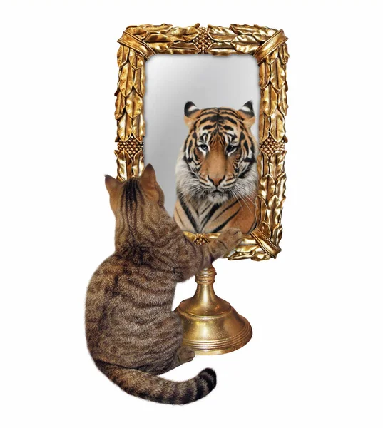 Photos De Lion Chat Miroir Images De Lion Chat Miroir Depositphotos