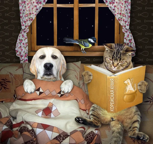 A cat reads fairy tales to a dog covered with a blanket in bed. A book is called Korean cuisine. Inscription in Russian language.