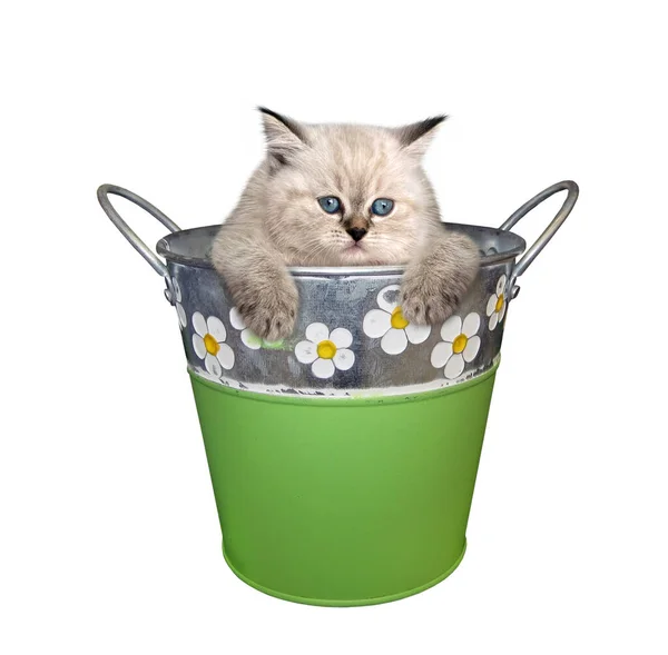 Kitten Green Metal Bucket White Background Isolated — Stock Photo, Image