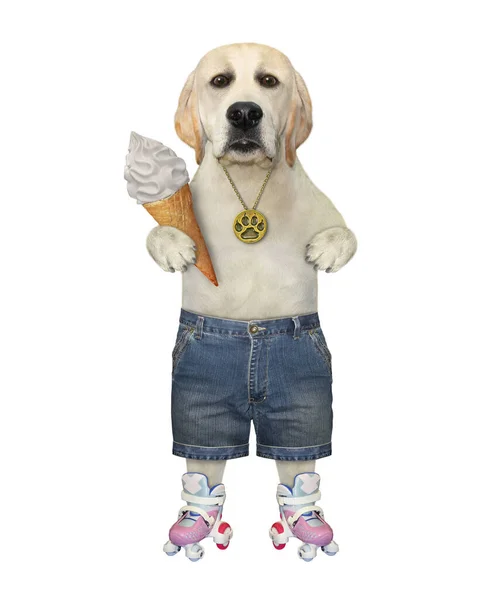 Een Hond Korte Broek Rolschaatsen Eet Een Ijskegel Witte Achtergrond — Stockfoto