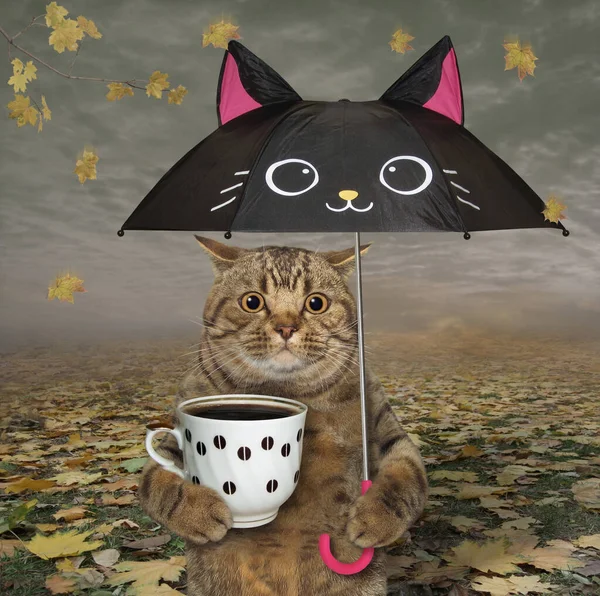 Big Eyed Cat Drinks Coffee Black Cat Shaped Umbrella Autumn — Stock Photo, Image