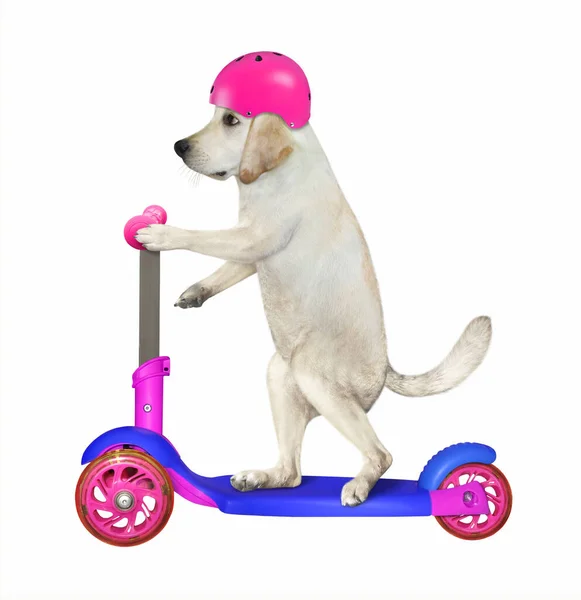 Pies Czerwonym Hełmie Rowerowym Jeździ Skuterze Białe Tło Izolacja — Zdjęcie stockowe