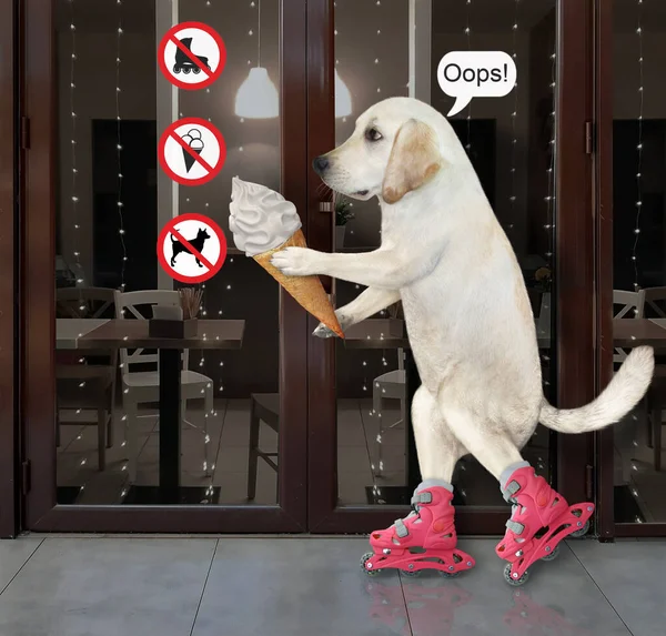 A dog with a cone of ice cream is rollerblading near the entrance to a restaurant with prohibitory signs.