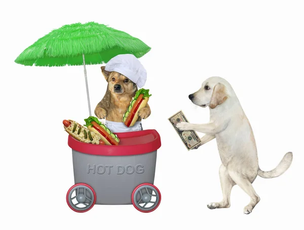 Ein Hund Kauft Hot Dogs Mini Kiosk Weißer Hintergrund Isoliert — Stockfoto