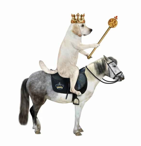 Król Psów Złotej Koronie Berłem Jeździ Szarym Koniem Białe Tło — Zdjęcie stockowe