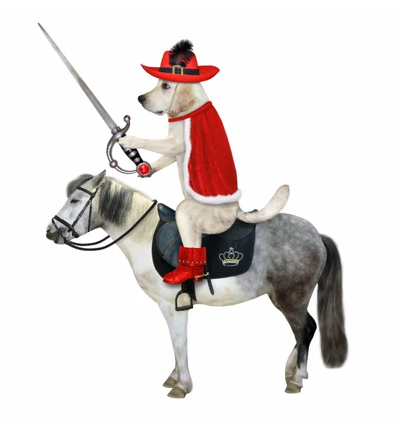 剣を持つ赤いマントの犬のマスキータは灰色の馬に乗っています 白地だ — ストック写真