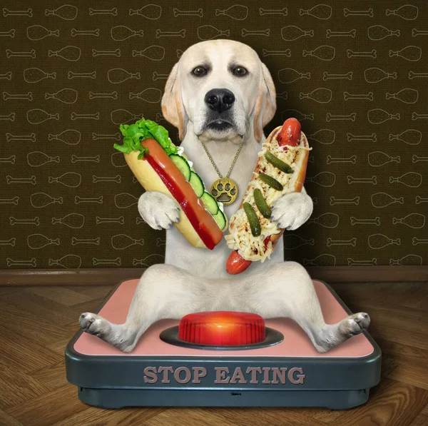 Dog Two Hot Dogs Sits Weigh Scale Home Stop Eating — Stock Photo, Image