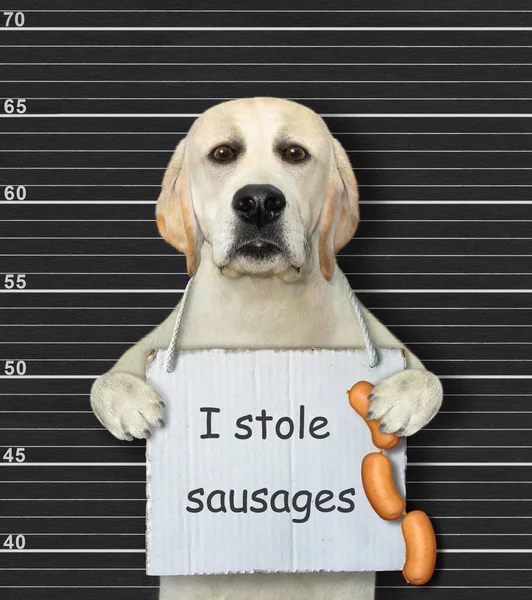 Dog Arrested Has Sign Its Neck Says Stole Sausages Police — Stock Photo, Image