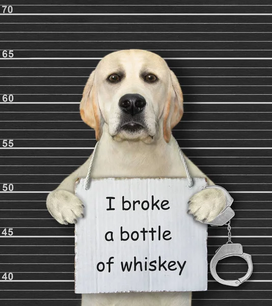 犬が逮捕された 彼は首にウイスキーを一本割ったという印をつけている 警察のラインナップ背景 — ストック写真