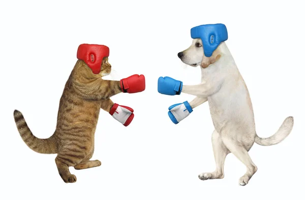 Chien Avec Chat Uniforme Boxe Est Boxe Fond Blanc Isolé — Photo