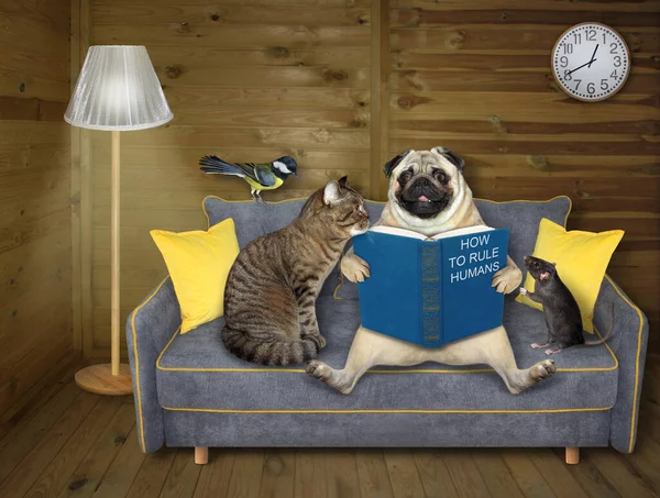 Family Pets Reading Book Gray Sofa Home — Stock Photo, Image