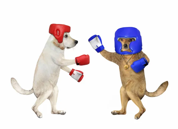 Dos Perros Con Uniforme Boxeo Boxeo Fondo Blanco Aislado — Foto de Stock
