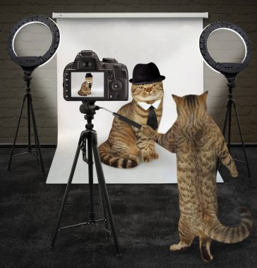 Bir kedi fotoğrafçısı fotoğraf stüdyosunda siyah şapkalı bir kedinin fotoğrafını çekiyor..