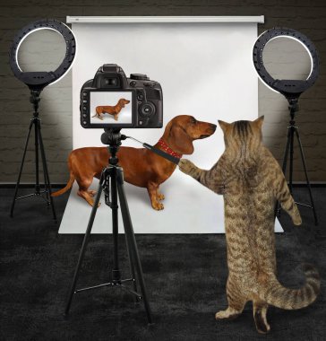 Bir kedi fotoğrafçısı fotoğraf stüdyosundaki kırmızı köpek tasmalı kahverengi bir daksundu fotoğraflıyor..