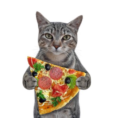 Gri bir kedi bir dilim pizza tutar. Beyaz arka plan. İzole edilmiş.