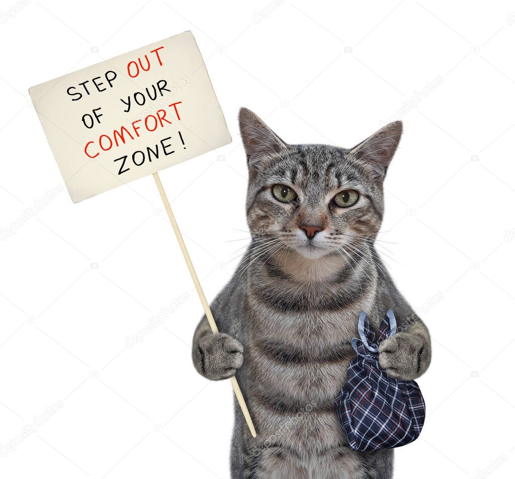 A gray cat with a bag holds a poster that says step out of your comfort zone. White background. Isolated.