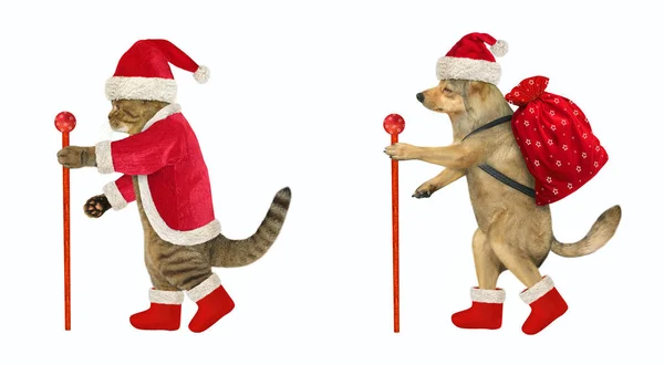 Chodí Kočka Holí Pes Šatech Santa Clause Bílé Pozadí Izolované — Stock fotografie