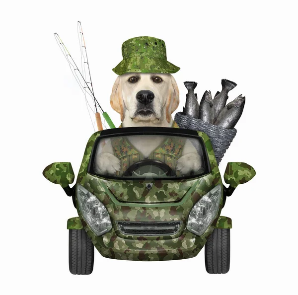 Dog Fisher Drives Car Bucket Full Fish White Background Isolated — Stock Photo, Image