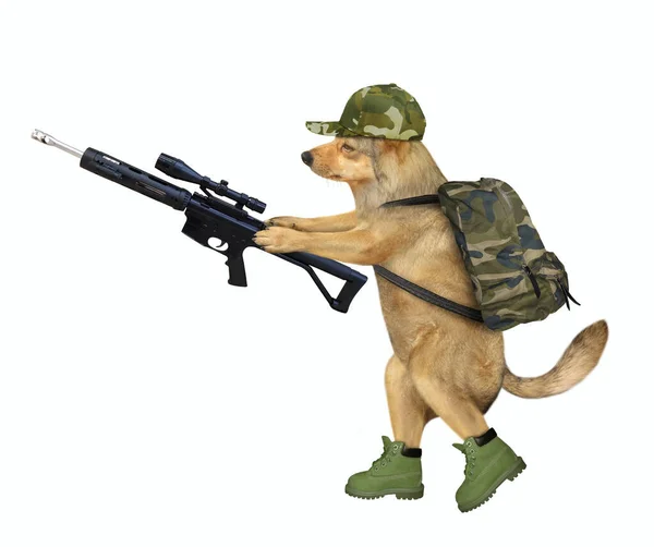 Ein Hund Militäruniform Geht Mit Einem Sturmgewehr Mit Optischem Visier — Stockfoto