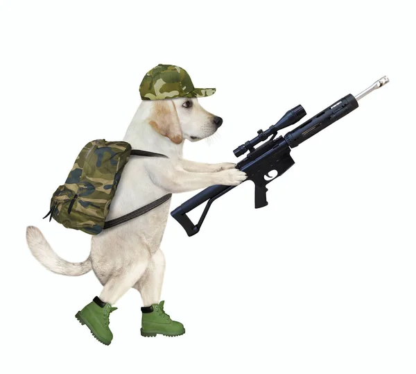 Cão Uniforme Militar Anda Com Uma Espingarda Assalto Com Visão — Fotografia de Stock