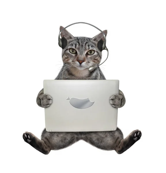 Szary Kot Słuchawkach Siedzi Trzyma Laptopa Białe Tło Izolacja — Zdjęcie stockowe