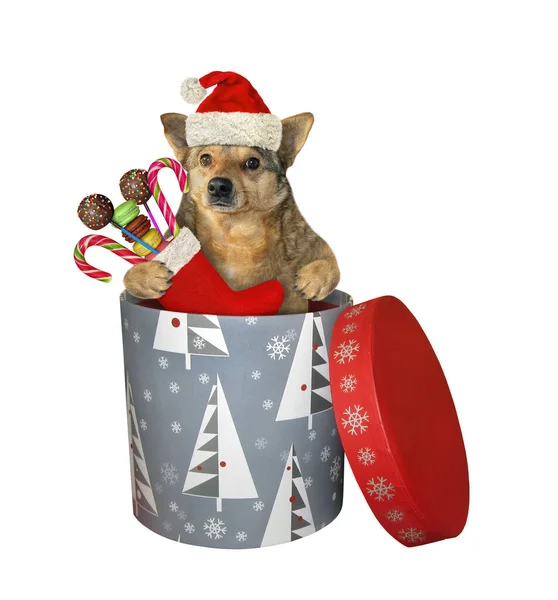 Perro Sombrero Papá Noel Con Una Bota Navidad Llena Caramelos — Foto de Stock