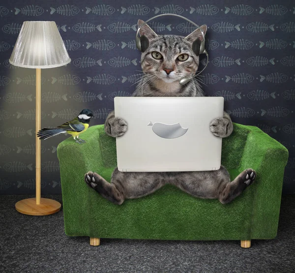 一只头戴耳机的灰猫坐在绿色皮椅上 手里拿着笔记本电脑 — 图库照片