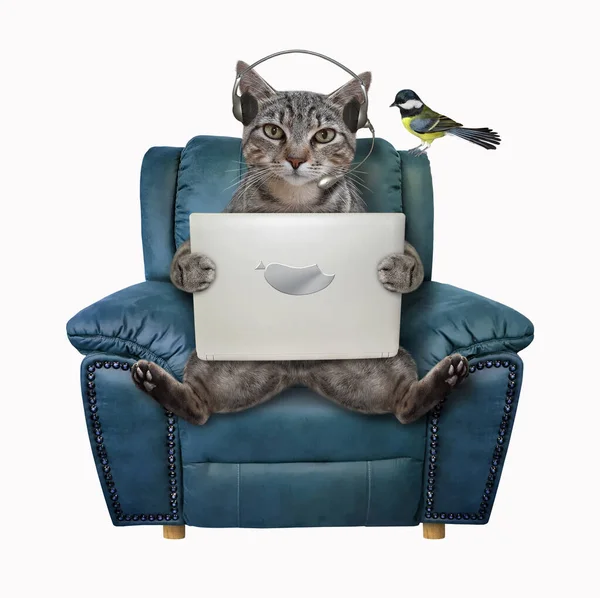 一只戴耳机的灰色猫坐在蓝色皮椅上 手里拿着笔记本电脑 白色背景 被隔离了 — 图库照片