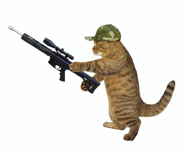 Kot Mundurze Wojskowym Chodzi Karabinem Szturmowym Celownikiem Optycznym Białe Tło — Zdjęcie stockowe