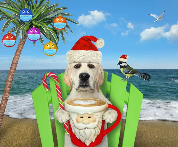 A dog with cup of coffee is sitting on a beach chair under a palm tree decorated with Christmas balls with protective masks.