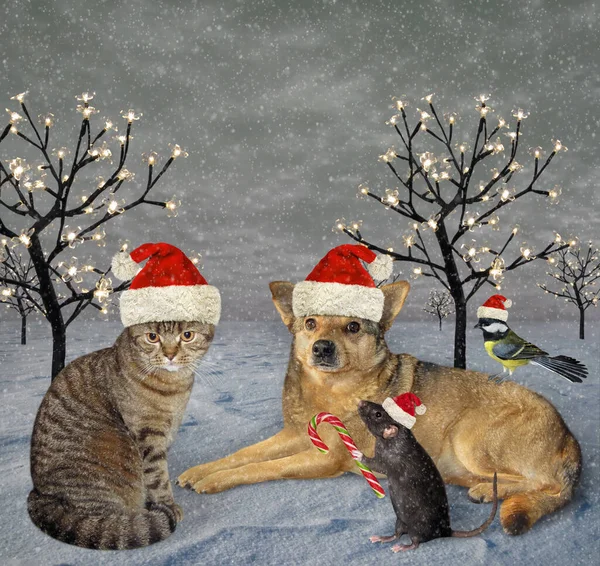 Eine Katze Ein Hund Eine Ratte Und Eine Meise Weihnachtsmannmützen — Stockfoto