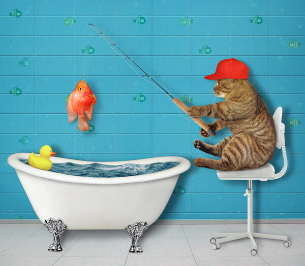 Кот в красной кепке рыбачит в ванной. Он поймал рыбу..