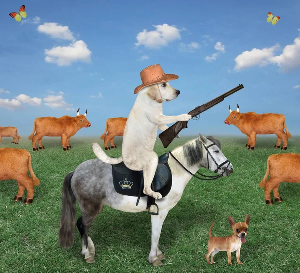 Kovboy Şapkalı Bir Köpek Çiftçisi Çiftlikte Kahverengi Inek Sürüsünü Otlatıyor — Stok fotoğraf