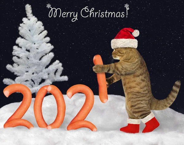 Noel Baba Şapkalı Bir Kedi Geceleri Kış Ormanındaki Sosislerden 2021 — Stok fotoğraf