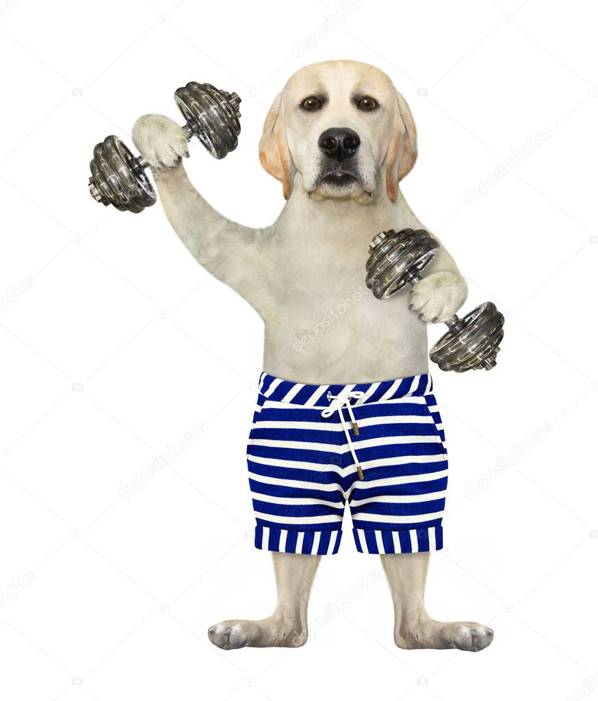 A dog athlete in shorts is lifting hard dumbbells. White background. Isolated.