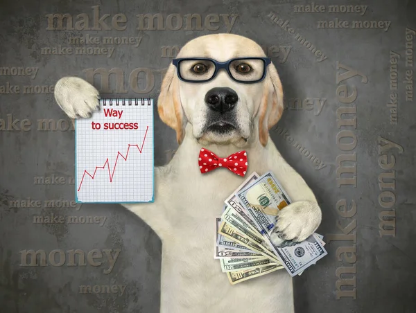 Ein Hundeunternehmer Mit Brille Hält Ein Notizbuch Mit Finanzkarten Und — Stockfoto