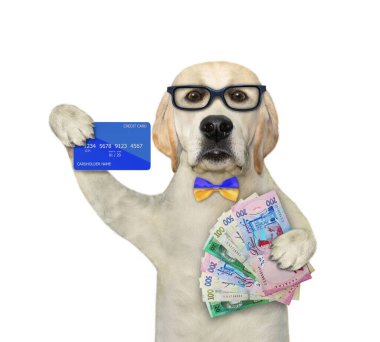 Gözlüklü bir köpek işadamının elinde bir kredi kartı ve Ukrayna Hryvnia hayranı var. Beyaz arka plan. İzole edilmiş.