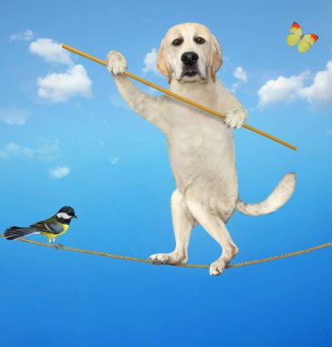Çubuklu bir köpek akrobat ipte yürüyor. İpte bir kuş var. Gökyüzü arkaplanı.