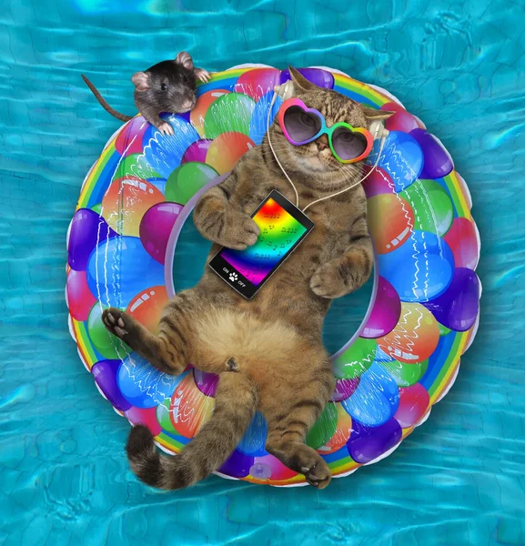 Cat Smartphone Lying Inflatable Colored Ring Listening Music Swimming Pool — Stock Photo, Image