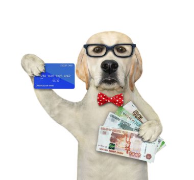 Gözlüklü bir köpek işadamının elinde bir kredi kartı ve Rus rublesi fanı var. Beyaz arka plan. İzole edilmiş.