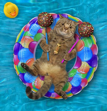 İki büyük çikolatalı keki olan bir kedi yüzme havuzunda şişme renkli bir yüzüğün üzerinde yatıyor..