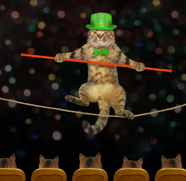 Acrobata Gato Chapéu Verde Laço Com Poste Está Andando Uma — Fotografia de Stock