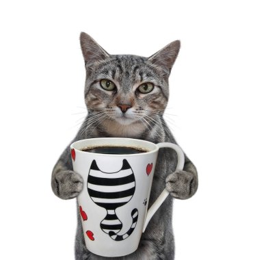 Gri bir kedi bir fincan kahve içmek istiyor. Beyaz arka plan. İzole edilmiş.