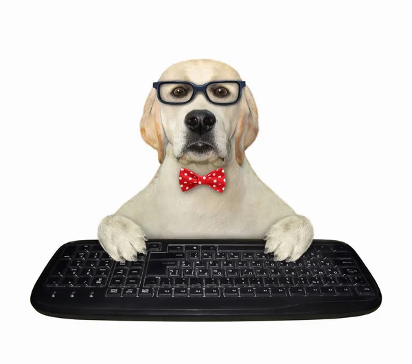Менеджер Собак Красной Бабочке Очках Печатает Клавиатуре Настольного Компьютера Белый — стоковое фото