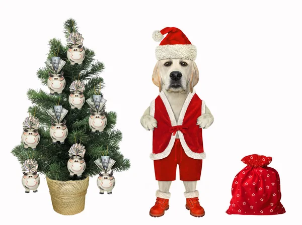 Собака Одежде Санта Клауса Стоит Рядом Красным Мешком Подарками Рождественской — стоковое фото