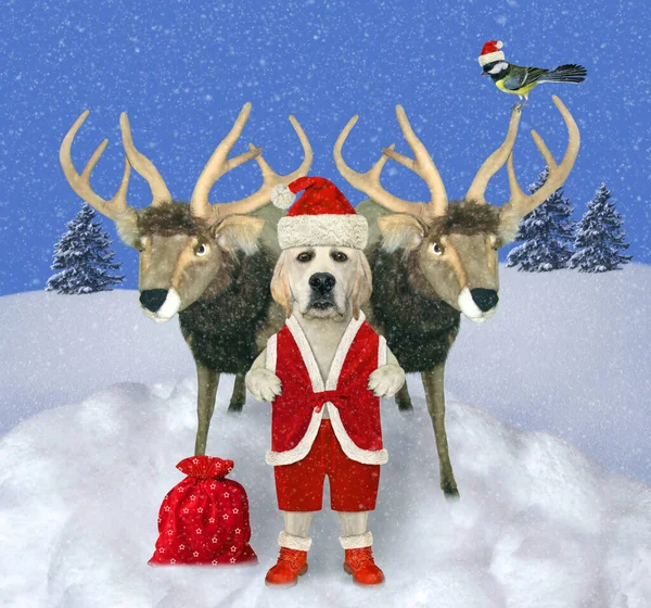 Perro Vestido Papá Noel Con Saco Rojo Regalos Está Cerca —  Fotos de Stock