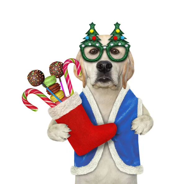 Pes Prázdninových Brýlích Drží Vánoční Botu Sladkostmi Bílé Pozadí Izolované — Stock fotografie