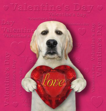 Aşık bir köpek kocaman yakut bir kalbe sahip. Sevgililer Günü. Pembe arkaplan.